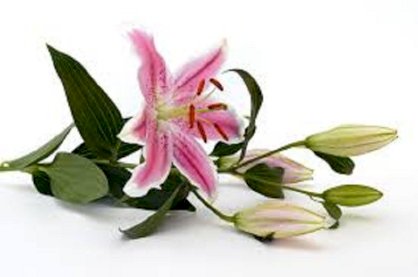 Tinh mùi hoa Lily (hoa Ly) thơm lâu-Trần Tiến - nhập khẩu Singapore