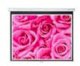 Screen Pro Sams WS3100 100 inch (2.03x1.52m) - Ảnh 1