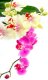 Tranh gạch hoa lan HP89 - Ảnh 1