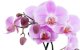 Tranh gạch hoa ngọc lan HP68 - Ảnh 1