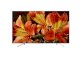 Smart Tivi Sony KD-65X8500F/S VN3 (65 inch, Ultra HD 4K) - Ảnh 1
