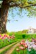 Tranh gạch men 3D cánh đồng hoa cây cổ thụ - Ảnh 1