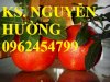 Chuyên Cung Cấp Giống Cây Bưởi Đỏ Luận Văn, Bưởi Tiến Vua,Cây Bưởi Vỏ Đỏ Ruột Đỏ