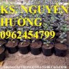 Chuyên Cung Cấp Giống Cây Ổi Tím Malaysia, Ổi Tím, Cây Ổi Tím, Ổi, Ổi Đỏ, Cây Ổi