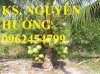 Chuyên Cung Cấp Giống Cây Dừa Xiêm Lùn, Dừa Xiêm Xanh, Cây Dừa Dứa, Cây Dừa Dây