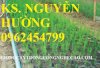 Chuyên Cung Cấp Cây Giống Măng Tây Và Hạt Giống Măng Tây Xanh Đảm Bảo Chất Lượng