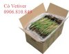 Mua Cỏ Vetiver Ở Đâu, Có Vetiver Giá Rẻ Nhất