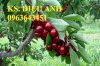 Cây Giống Cherry Anh Đào, Cherry Brazil, Cherry Úc Nhập Khẩu Chuẩn Giống, Uy Tín, Chất Lượng, Hỗ Trợ