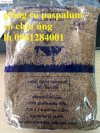 Cung Cấp Giống Cỏ Paspalum, Cỏ Chăn Nuôi, Cỏ Chịu Úng, Giống Cỏ Nhập Khẩu Thái Lan