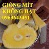 Cung Cấp Cây Giống Mít: Mít Không Hạt, Mít Hạt Lép, Giống Mít Ruột Đỏ, Mít Ruột Gấc, Mít Tứ Quý F1