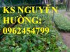 Cung Cấp Cây Giống Sầu Riêng Ri6, Cây Giống Sầu Riêng Cơm Vàng Hạt Lép, Cây Giống Chất Lượng