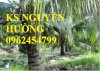 Dừa Xiêm Lùn, Dừa Xiêm Xanh Lùn, Dừa Xiêm Đỏ Lùn. Địa Chỉ Cung Cấp Cây Giống Toàn Quốc
