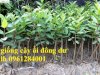 Cung Cấp Cây Giống Ổi Đông Dư, Ổi Găng, Ổi Tứ Quý, Ổi Tứ Thời, Giống Cây Ổi,Cây Giống Chất Lượng Cao