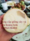 Địa Chỉ Cung Cấp Giống Cây Vú Sữa Vàng Đài Loan, Vú Sữa Hoàng Kim Uy Tín, Chất Lượng