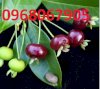 Giống Cây Cherry Brazil. Cung Cấp Cây Ăn Quả Nhiệt Đới, Phù Hợp Với Khí Hậu Việt Nam.