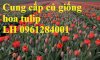 Chuyên Cung Cấp Sỉ, Lẻ Củ Hoa Tulip, Củ Hoa Tulip Hà Lan Chuẩn Giống, Hỗ Trợ Kỹ Thuật Trồng