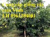 Cây Giống Cam Vinh, Cam Vinh, Cây Giống F1, Cam Kết Chất Lượng, Giao Hàng Toàn Quốc