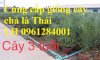 Cây Giống Chà Là, Chà Là Thái Lan, Cây Giống Nhập Khẩu Chất Lượng F1 - Viencaygiongtrunguong