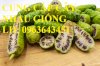 Cung Cấp Cây Giống Nhàu, Cây Nhàu Giống Số Lượng Lớn, Chất Lượng Cao, Giá Tốt, Giao Cây Toàn Quốc