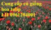 Chuyên Cung Cấp Củ Giống Hoa Tulip Hà Lan Số Lượng Lớn, Củ Hoa Tuy Lip, Cam Kết Chất Lượng, Uy Tín