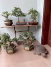 Cây Mini Bonsai Tại Thái Nguyên