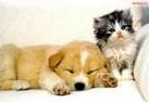 Chữa Bệnh Care Parvovirus Và Các Bệnh Ở Chó Mèo - Hà Nội