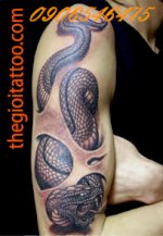 Hinh Xam Ran Tattoo Con Rắn,Snake Tattoo,Xam Hinh Nghe Thuat Dep Gia Re Tai Thegioitattoo.com