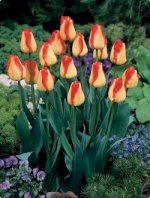 Hoa Tulip, Hoa Lily Mua, Bán Hoa Tulip Giá Rẻ