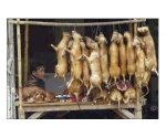 Bán Buôn Thịt Chó Tươi Sống Tại Hà Nội