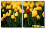 Bán Hoa Tulip, Hoa Ly Hoa Thủy Tiên Chơi Tết