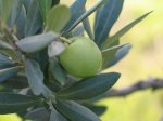 Tinh Dầu Olive Nguyên Chất