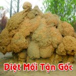 Diet Moi Tai Ha Noi