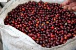 Túi Thơm Coffee Khử Mùi Cho Ôtô Siêu Đẹp, Siêu Dễ Chịu - Ô Tô Tại Hà ... Rongbay.com › Hà Nội › Ô Tô › Khác