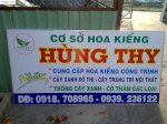 Hoa Kiểng - Hùng Thy - Sa Đéc