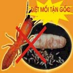 Công Ty Diệt Mối Quận Tân Phú