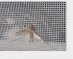 Lưới Chống Muỗi ，Pvc，Inox 304  Lưới Chống Muỗi 304, 201,316