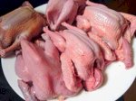 Bán Chim Bồ Câu Giống,Chim Bồ Câu Thịt Tại Hà Nội
