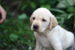 [ Tùng Lộc ] Cún Con Labrador Dễ Thương Giá Hợp Lí !