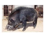 Hn-Bán Buôn Bán Lẻ Lợn Mán, Lợn Rừng Nguồn Gốc Miền Cao Phía Bắc(Lào Cai,Hà Giang,Tuyên Quang..)