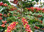 Cà Phê Pha Máy, Máy Xay Cà Phê Gia Đình, Cà Phê Hạt, Cà Phê Arabica