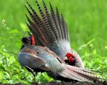 Nghệ An Bán Chim Trĩ Đỏ, Chim Trĩ Xanh Số Lượng Lớn, Chim Công Ấn Độ Mọi Lứa Tuổi Lh: 0985 822 230