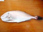 Cá Bò Tươi, Cá Bò Giá Tốt Tại Hồ Chí Minh