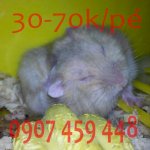 Hamster Trà Sữa Ww Giá Rẻ - 45K/Pé