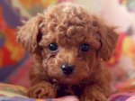 Bán Chó Toy Poodle Tini 3 Tháng Tuổi Sinh Sản Tại Hà Nội