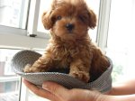 Chuyên Bán Chó Toy Poodle Sinh Sản Tại Hà Nội