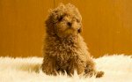 Bán Chó Toy Poodle Tini 3,5 Tháng Tuổi