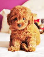 Bán Chó Toy Poodle Tini 3 Tháng Tuổi Tại Hà Nội