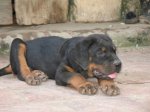 Bán Chó Rottweiler 2,5 Tháng Tuổi Tại Hà Nội