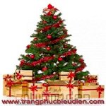 Bán Cây Thông Noel, Cho Thuê Thông Noel Và Phụ Kiện Trang Trí Cây Thông Giá Rẻ Tphcm