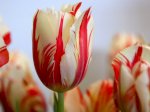 Hoa Tulip, Tulip Tết Đại Học Nông Nghiệp 1